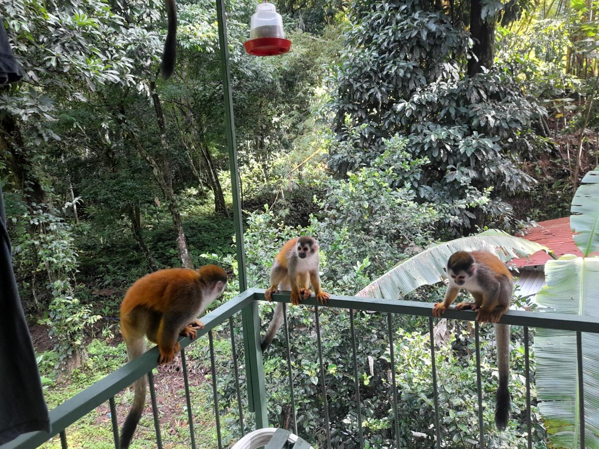 Casa Escondida Apartments Nationalpark Nationalpark Manuel Antonio Zimmer foto